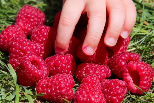 Child’s hand picking fresh raspberries from grass, bright red fruit scattered on ground