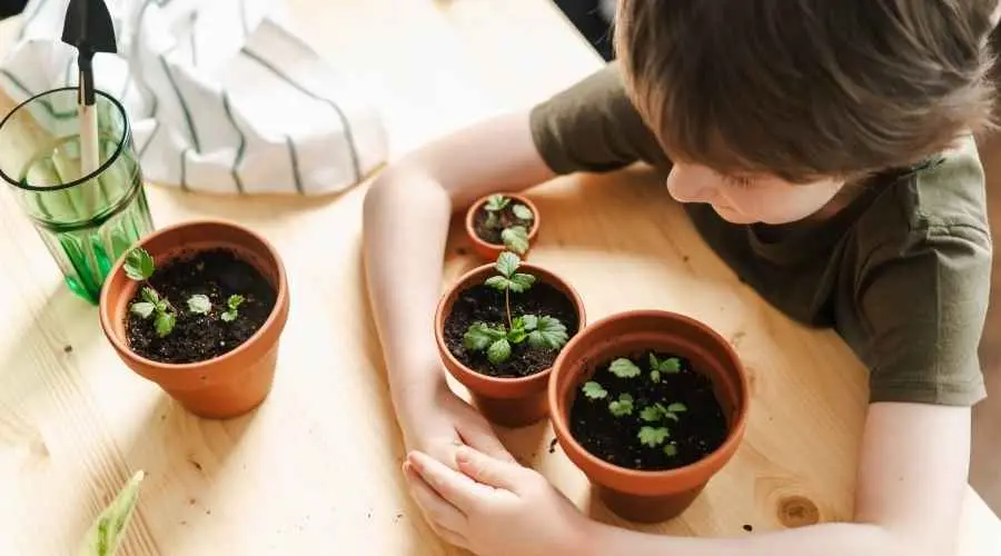Child tends potted plants on a wooden table indoors.