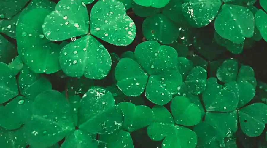 Make a March Clover for good luck